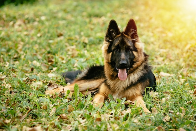 pastor aleman raza de perros inteligentes