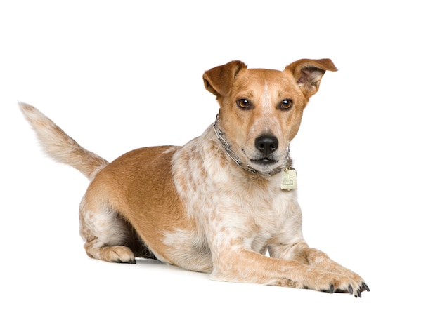 Perro De Raza Mixta Entre Fox Terrier Y Jack Russel Foto Premium