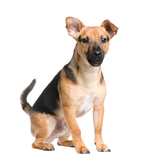 Perro De Raza Mixta Entre Un Jack Russel Y Un Pinscher Con 7 Meses