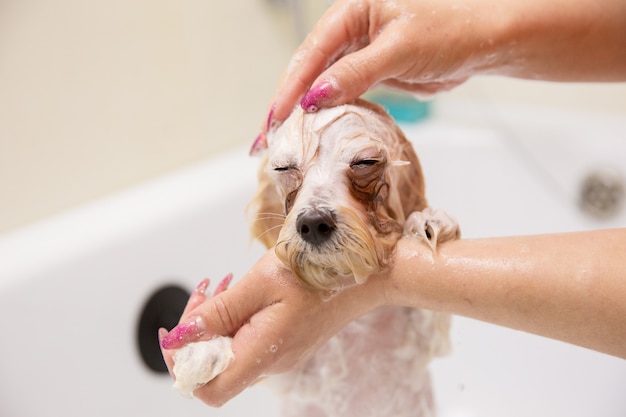 Perro En Salón De Belleza 