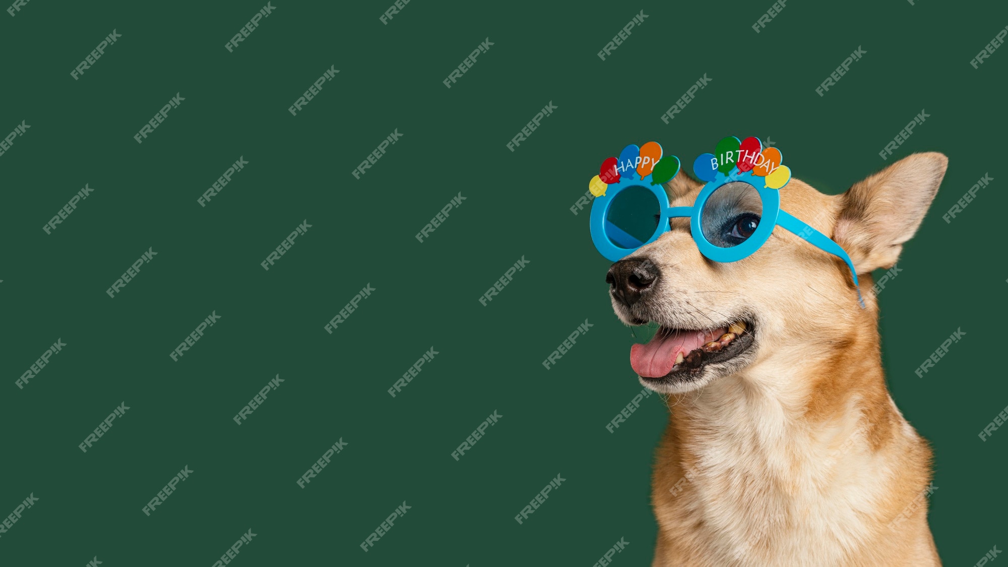 Perro sonriente con gafas lindas | Foto Gratis