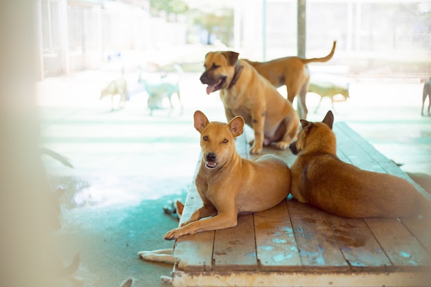 Perros Callejeros Vida Solitaria Esperando Comida Perros Callejeros Abandonados Sin Hogar Yacen En La Calle Pequeno Perro Abandonado Triste En De Madera Foto Premium