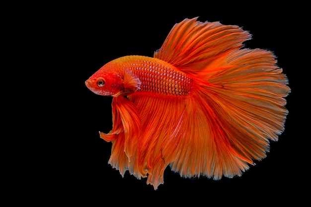 Pez betta naranja | Foto Premium