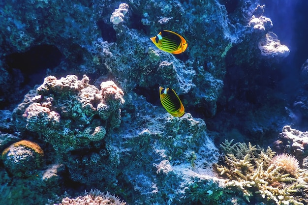 Pez Mariposa Diagonal Chaetodon Fasciatus Peces De Coral Aguas