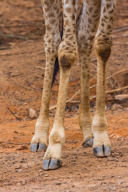 Pie delantero de jirafas masai picos alrededor de arbusto | Foto Premium