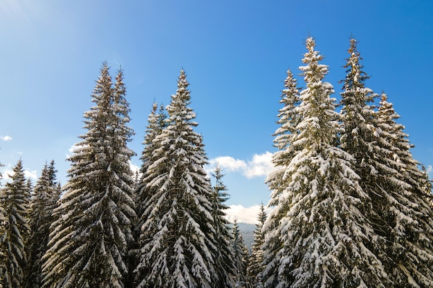 Pinos Cubiertos De Nieve Fresca Ca Da En El Bosque De Monta A De