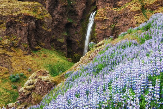 Los pintorescos paisajes de bosques y montañas de islandia. altramuz azul salvaje que florece en verano. la cascada mas hermosa Foto Premium