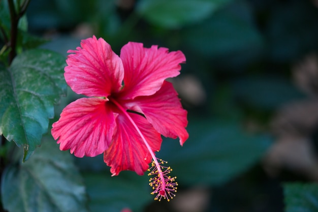 Planta de flor de hibisco Foto Premium 