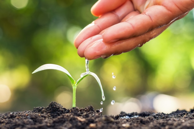 Planta joven que crece y riega a mano en jardín | Foto Premium
