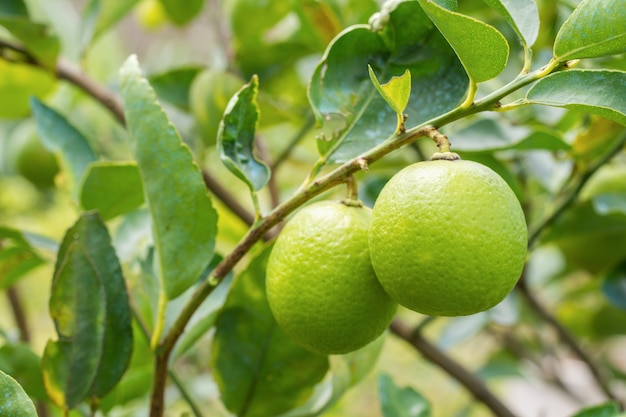 Planta De Limon Enferma