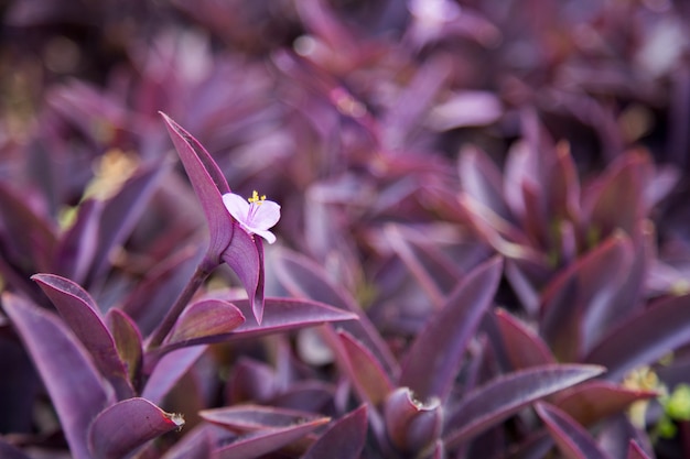 Mostaza Planta Morada