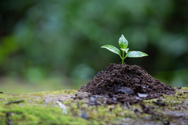 Planta Que Crece En El Suelo | Foto Gratis