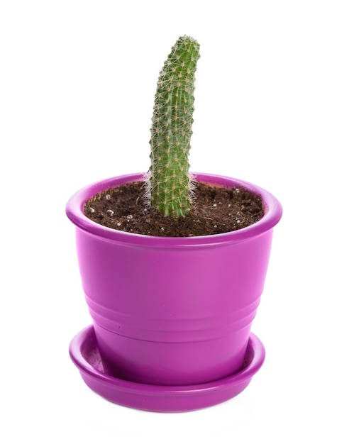 Planta Suculenta En Maceta Sobre Fondo Blanco Foto Premium