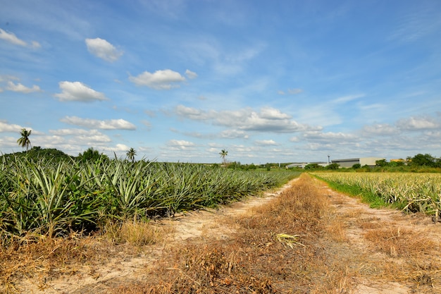 Plantación de piña tropical y el fondo de cielo azul | Foto Premium