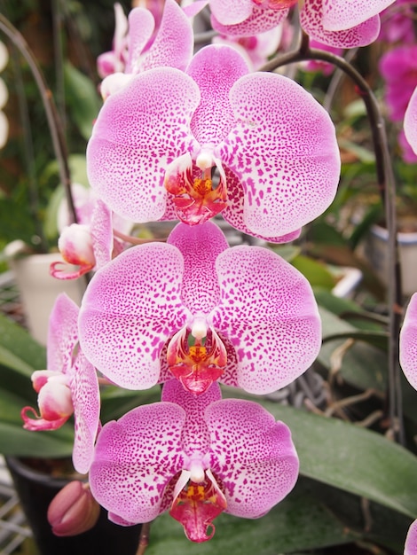 Plantas de flor de orquídea rosa | Foto Premium