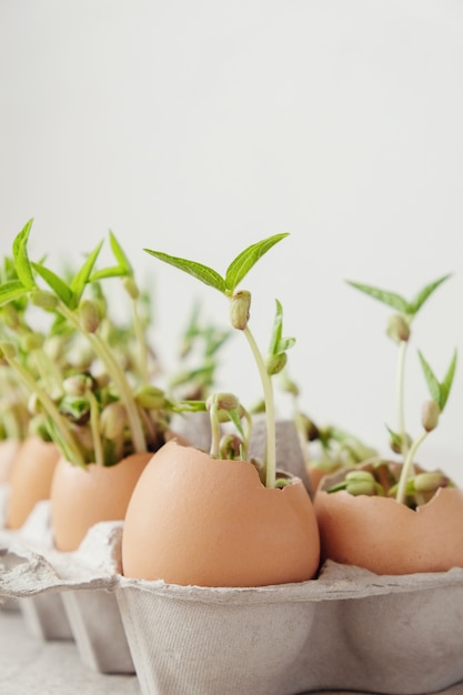 Plantas de semillero en cáscaras de huevo, educación montessori y ...