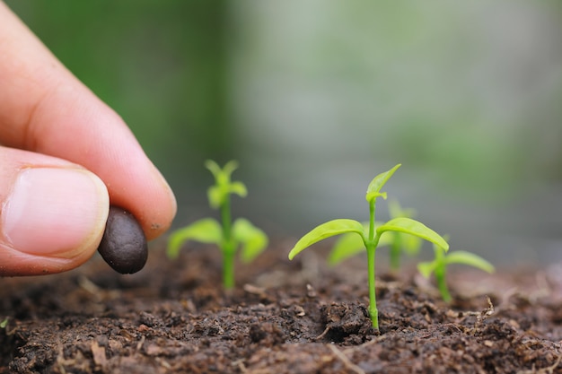 Las plántulas se cultivan desde el suelo y se siembra a mano una