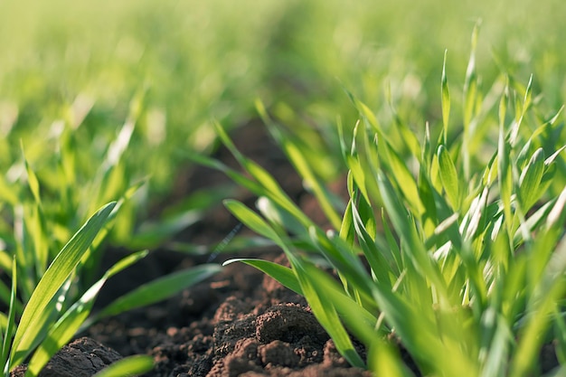 Plántulas De Trigo Jóvenes Que Crecen En Un Campo Trigo Verde Joven Que Crece En Suelo Foto 2405