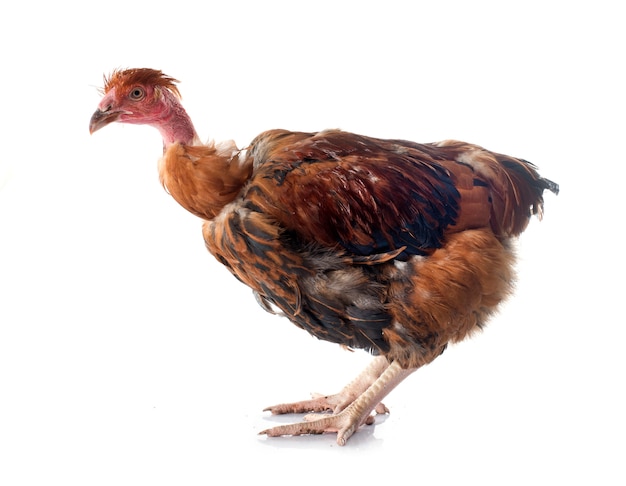 Pollo cuello desnudo | Foto Premium