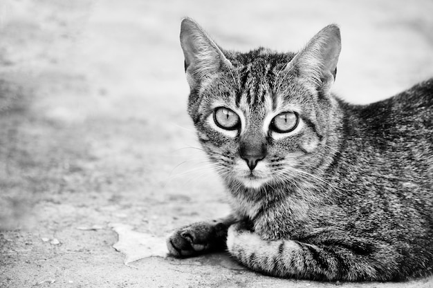 Posando blanco y negro de animales clásico hermosa | Foto Gratis