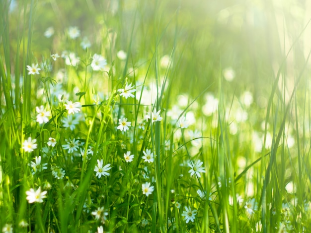 Pradera con pastos y delicadas flores blancas en la luz del sol ...