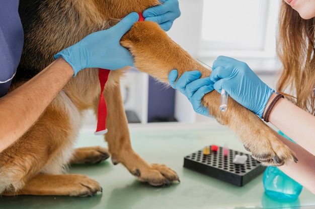 Primer médico haciendo perro una inyección Foto Premium