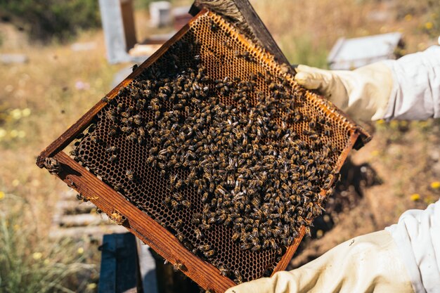 Primer Plano De Un Apicultor Sosteniendo Un Panal Lleno De Abejas