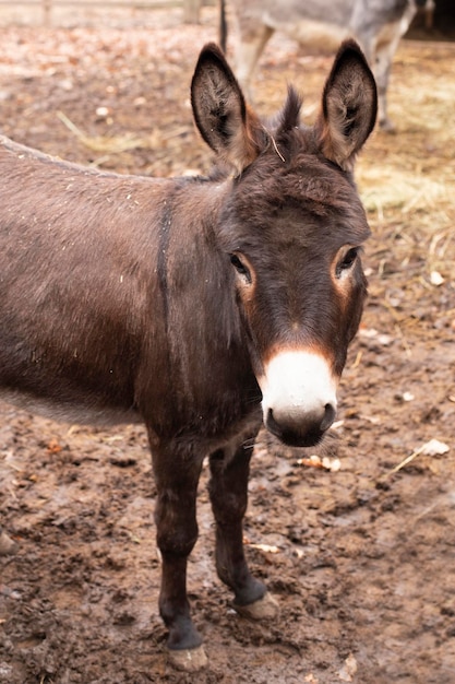 Primer Plano De Cabeza De Burro Foto Premium