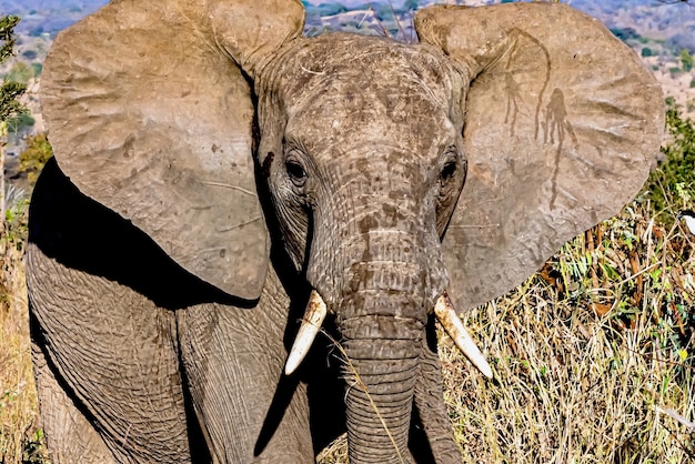 Primer Plano De La Cara De Un Lindo Elefante Con Orejas Grandes En El Desierto Foto Gratis