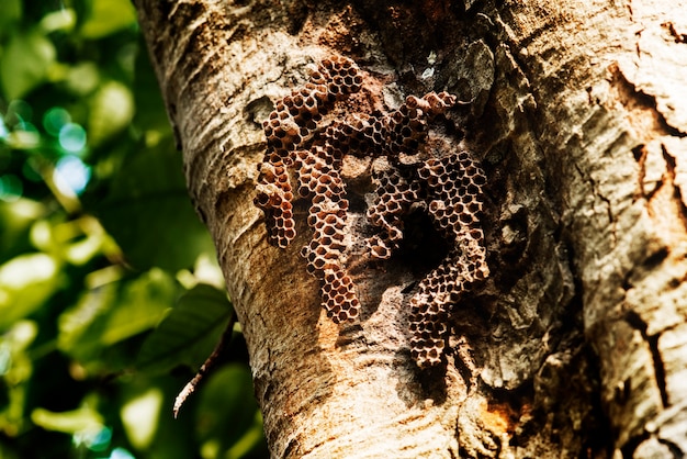 Primer Plano De La Colmena De Abejas Real En La Corteza De Los Arboles Foto Gratis