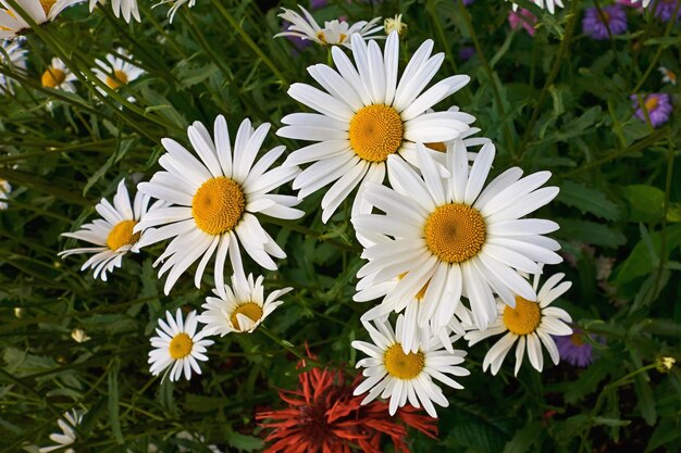 Primer Plano De Flores De Manzanilla Blanca Sobre Un Fondo Verde Foto