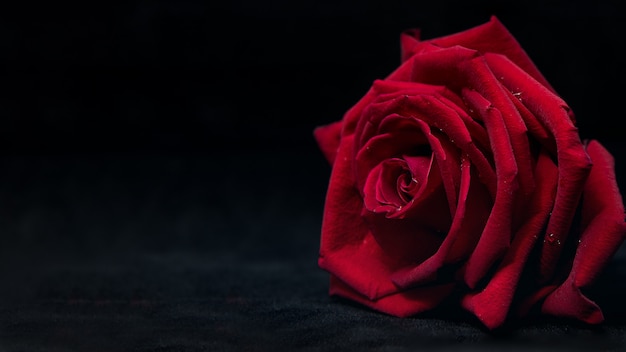 Primer plano de hermosa rosa roja sobre fondo negro | Foto Premium