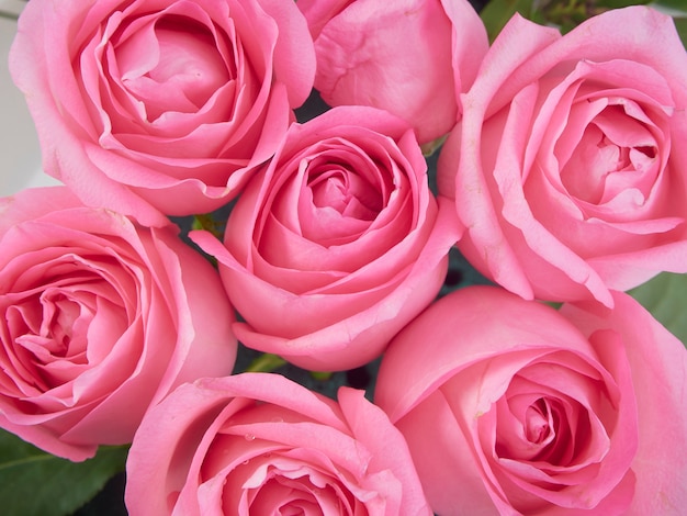 Primer plano de hermosas flores rosas rosadas | Foto Premium