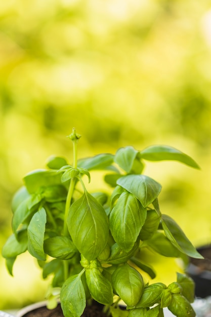 Primer plano de hojas frescas de albahaca verde Foto gratis