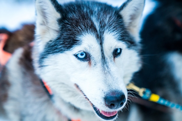 Primer plano de husky en el bosque durante el invierno foto gratis