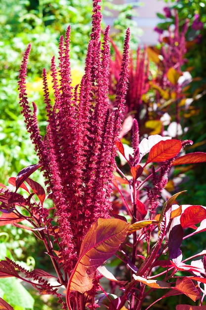 Primer Plano De Inflorescencia De Amaranto Rojo Amaranthus Cruentus