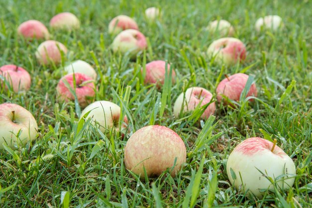 Primer Plano De Manzanas Rojas Maduras Sobre La Hierba Verde En El