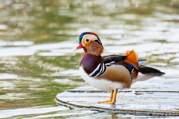 Primer Plano De Un Pato Mandar N Macho Nadando Foto Premium