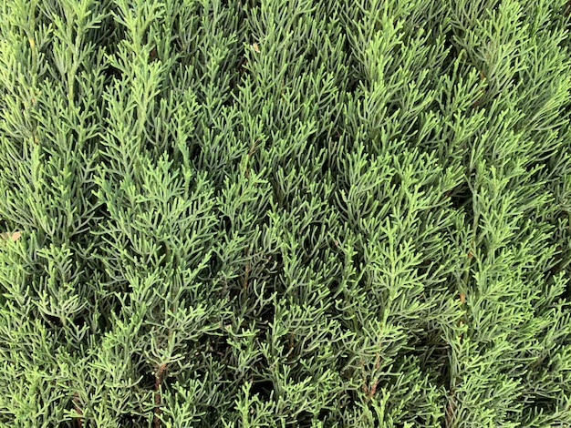 Primer Plano De La Planta De Hoja Perenne Arborvitae En Un Parque Foto Gratis