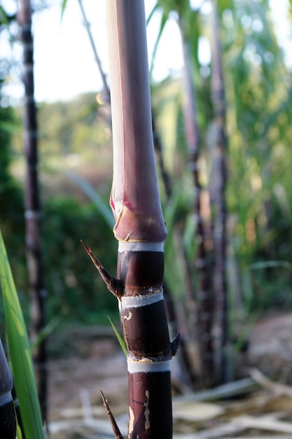 Primer plano de las plantas de caña de azúcar en el crecimiento en el