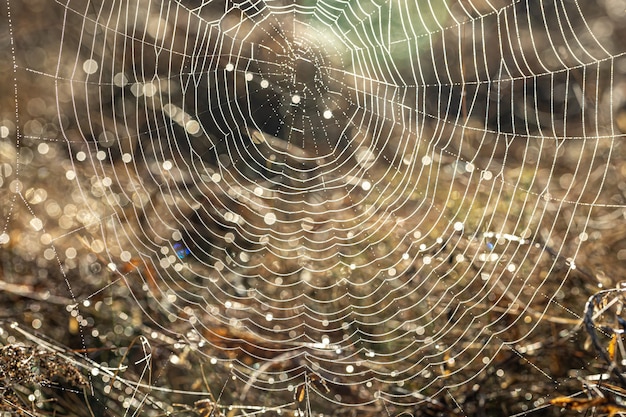 Primer Plano De Una Telara A En Gotas De Roc O En Un Campo En Una