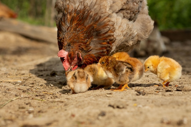 Primer De Un Pollo De La Madre Con Sus Polluelos Del Beb En La Granja