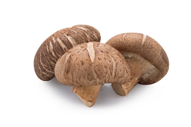 Primer De Las Setas De Shiitake Frescas Aisladas En El Fondo Blanco