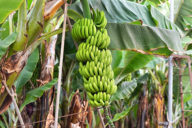 Racimo de banano en la plantación de banano Foto Premium