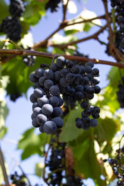 Racimos De Uvas Rojas En Una Vid La Vendimia De La Uva Vinicultura