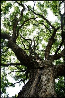 Resultado de imagen de fotos gratis de un árbol grande