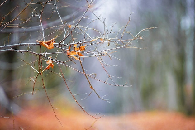 Rama Desnuda De Un Rbol Con Las Ltimas Hojas Secas En El Bosque