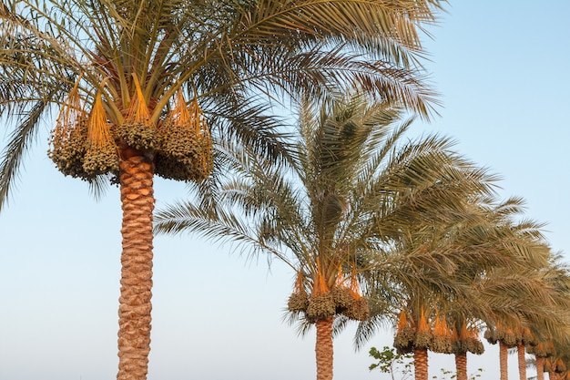 Ramas De Palmera Datilera Con Datiles Verdes Al Atardecer Foto Premium