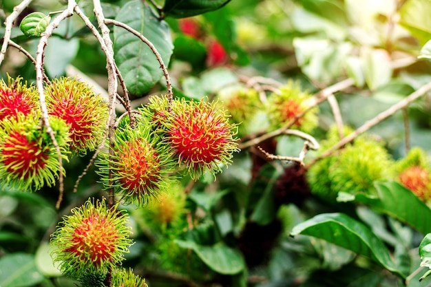 Rambut N En El Rbol Con Fondo Natural Foto Premium