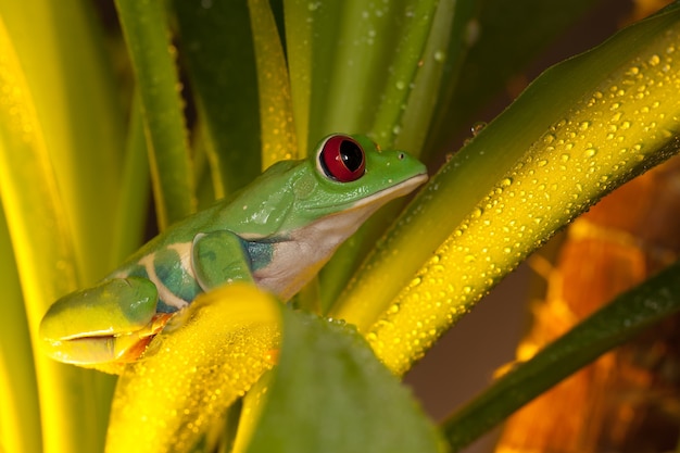 Rana arborícola de ojos rojos sentada en la hoja de la planta húmeda